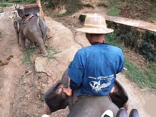 Elephant riding in Thailand with teen couple who had sex afterwards