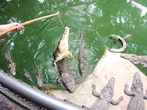 Crocodile feeding & Thai amateur GF wet cunt pleasing