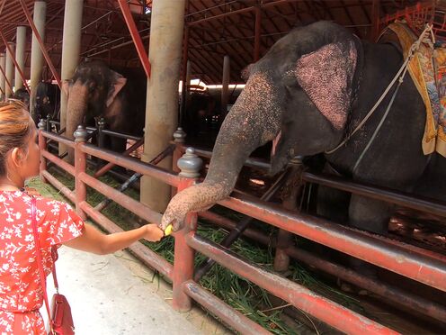 Elephants feeding with amateur Thai GF & sex at home